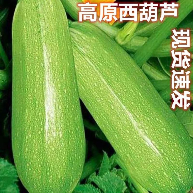 攀枝花三月瓜