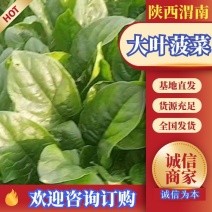 【量大优惠】陕西大叶菠菜，基地直供欢迎来电