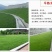 早熟禾草坪种子四季青草籽耐践踏庭院耐寒