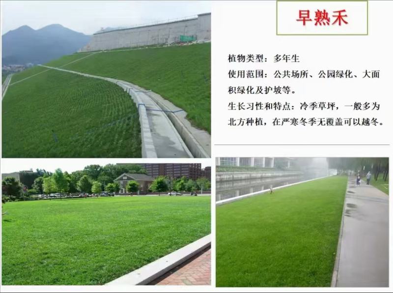 早熟禾草坪种子四季青草籽耐践踏庭院耐寒