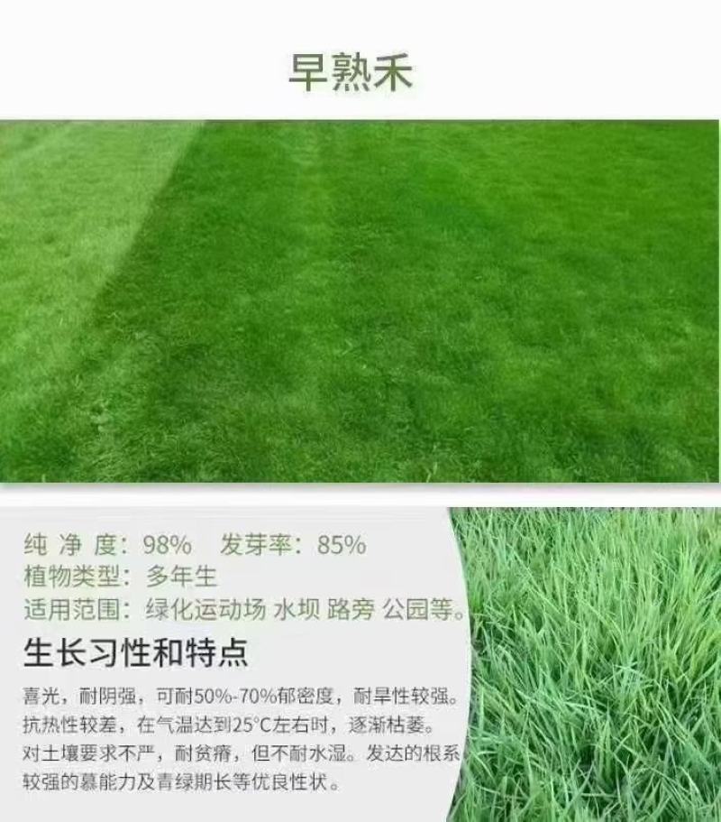 早熟禾草坪种子四季青草籽耐践踏庭院耐寒