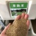 早熟禾草坪种子四季青草籽耐践踏庭院耐寒
