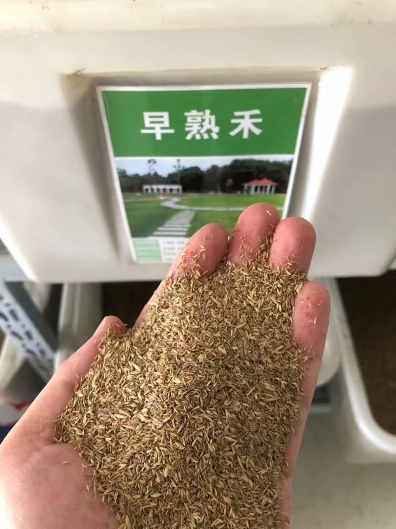 早熟禾草坪种子四季青草籽耐践踏庭院耐寒