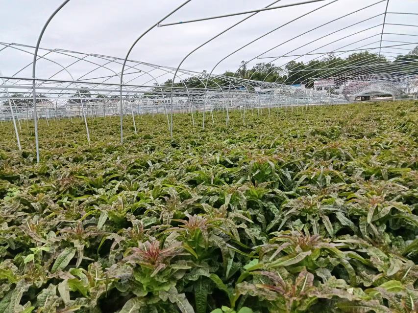 图片说明:现代化日光温室内,整齐排列的莴苣植株正在生长,采用无土栽培槽和滴灌系统,LED补光灯开启,管理人员正在检查叶片健康状况,温湿度传感器悬挂在植株上方 冬季温室莴苣生长状态