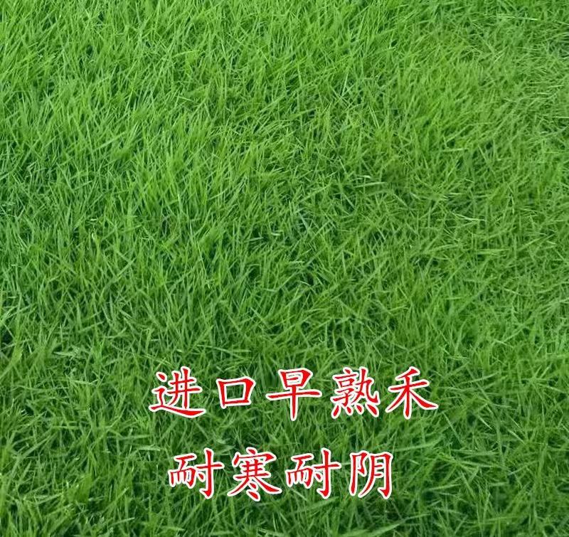 早熟禾草坪种子四季青草籽耐践踏庭院耐寒