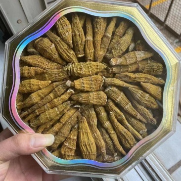 虎牙石斛