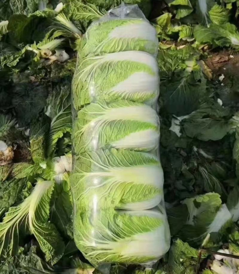 精品黄心大白菜质量保证颜色漂亮饱满需要的老板欢迎来电