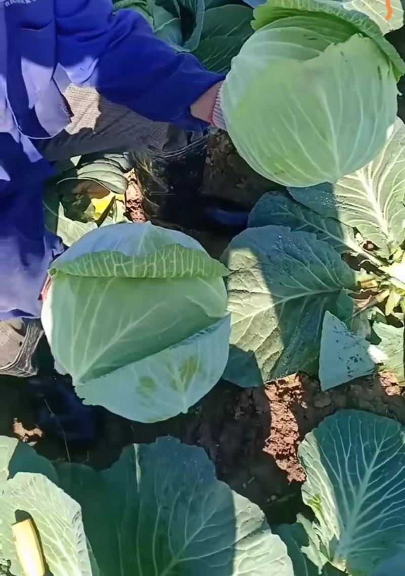 湖北扁包菜，甘蓝奥奇娜包菜大量上市，货源充足