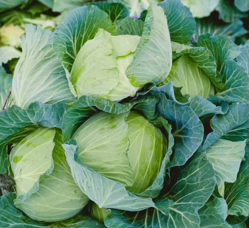 湖北扁包菜，甘蓝奥奇娜包菜大量上市，货源充足
