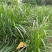 皇竹草种节甜象草种节新型四季高产多年生牧草容易成活