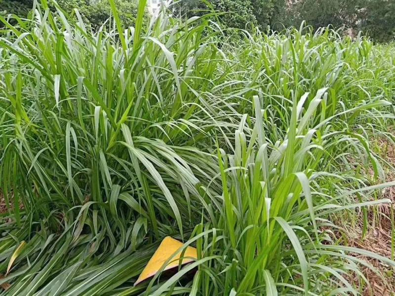 皇竹草种节甜象草种节新型四季高产多年生牧草容易成活