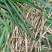 皇竹草种节甜象草种节新型四季高产多年生牧草容易成活