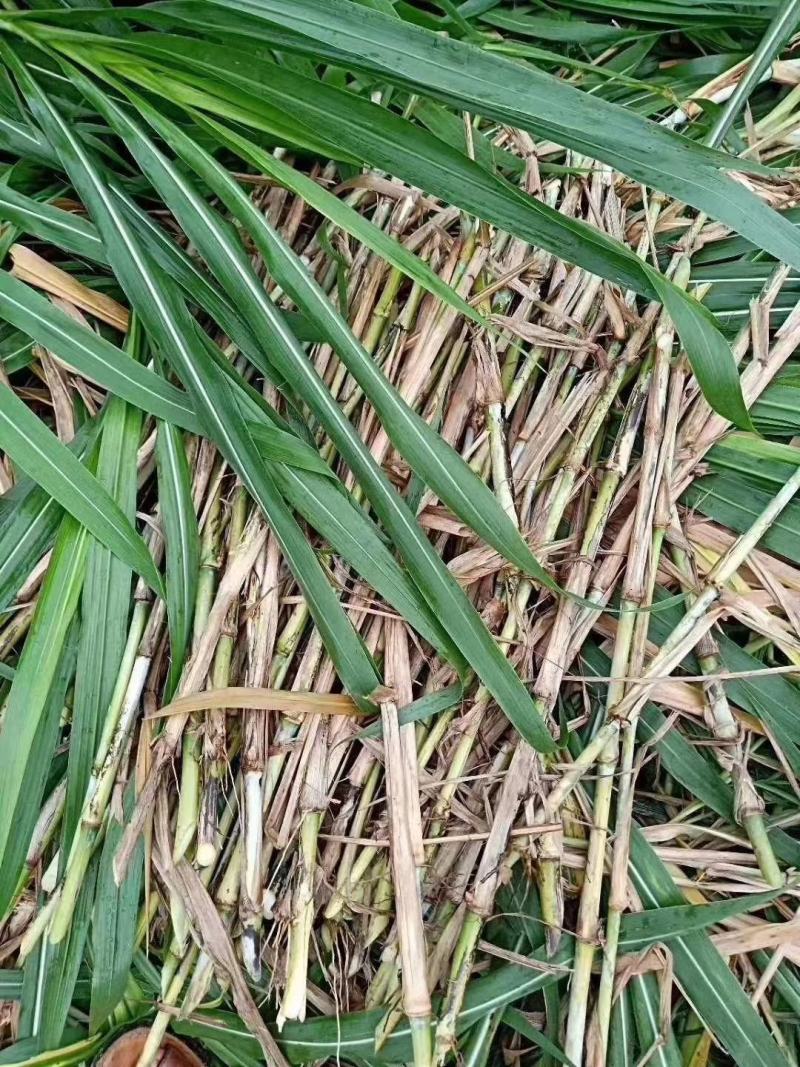 皇竹草种节甜象草种节新型四季高产多年生牧草容易成活