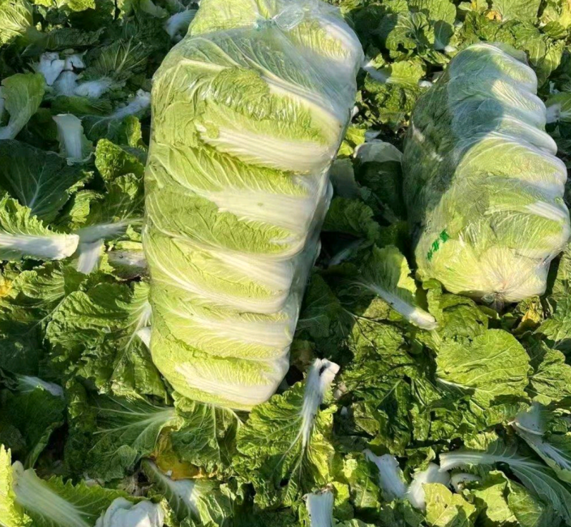 湖北大白菜质量保证价格便宜可提供视频看货