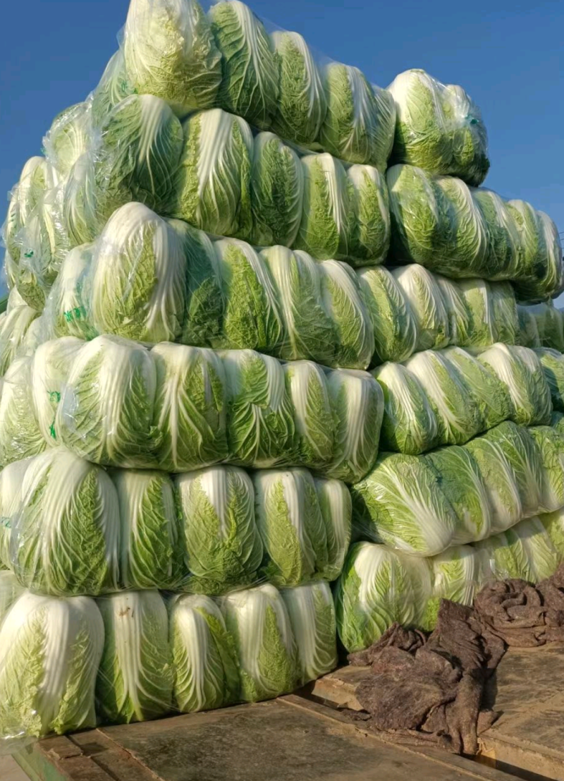 湖北大白菜质量保证价格便宜可提供视频看货