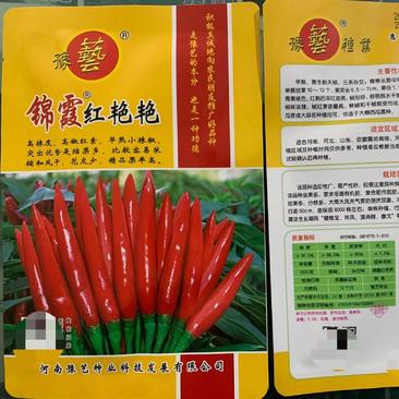 锦霞红艳艳朝天椒种子早熟小辣椒种子高辣产量高椒价高