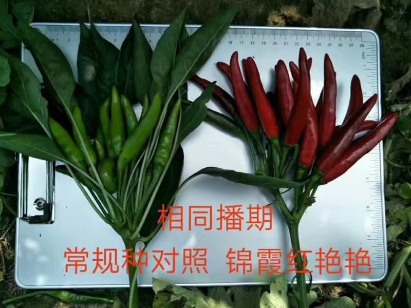 锦霞红艳艳朝天椒种子早熟小辣椒种子高辣产量高椒价高