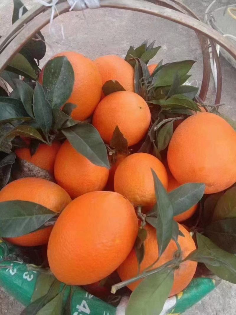 奉节脐橙产地直供口感好对接电商超市一件代发进店咨询