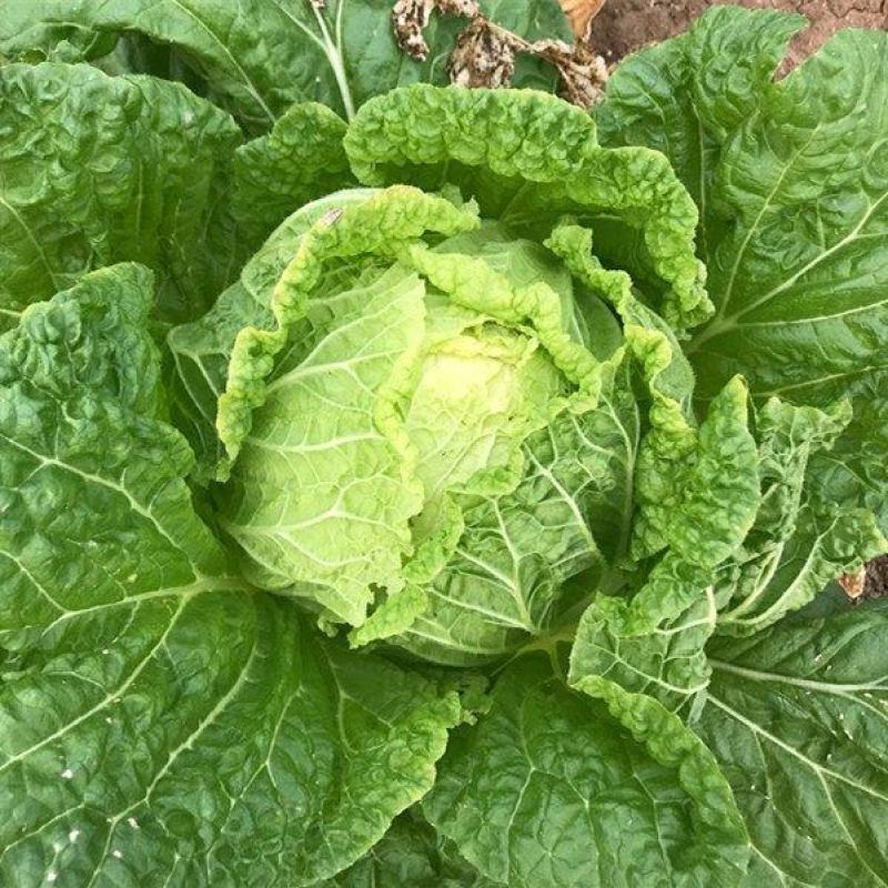 卖白菜