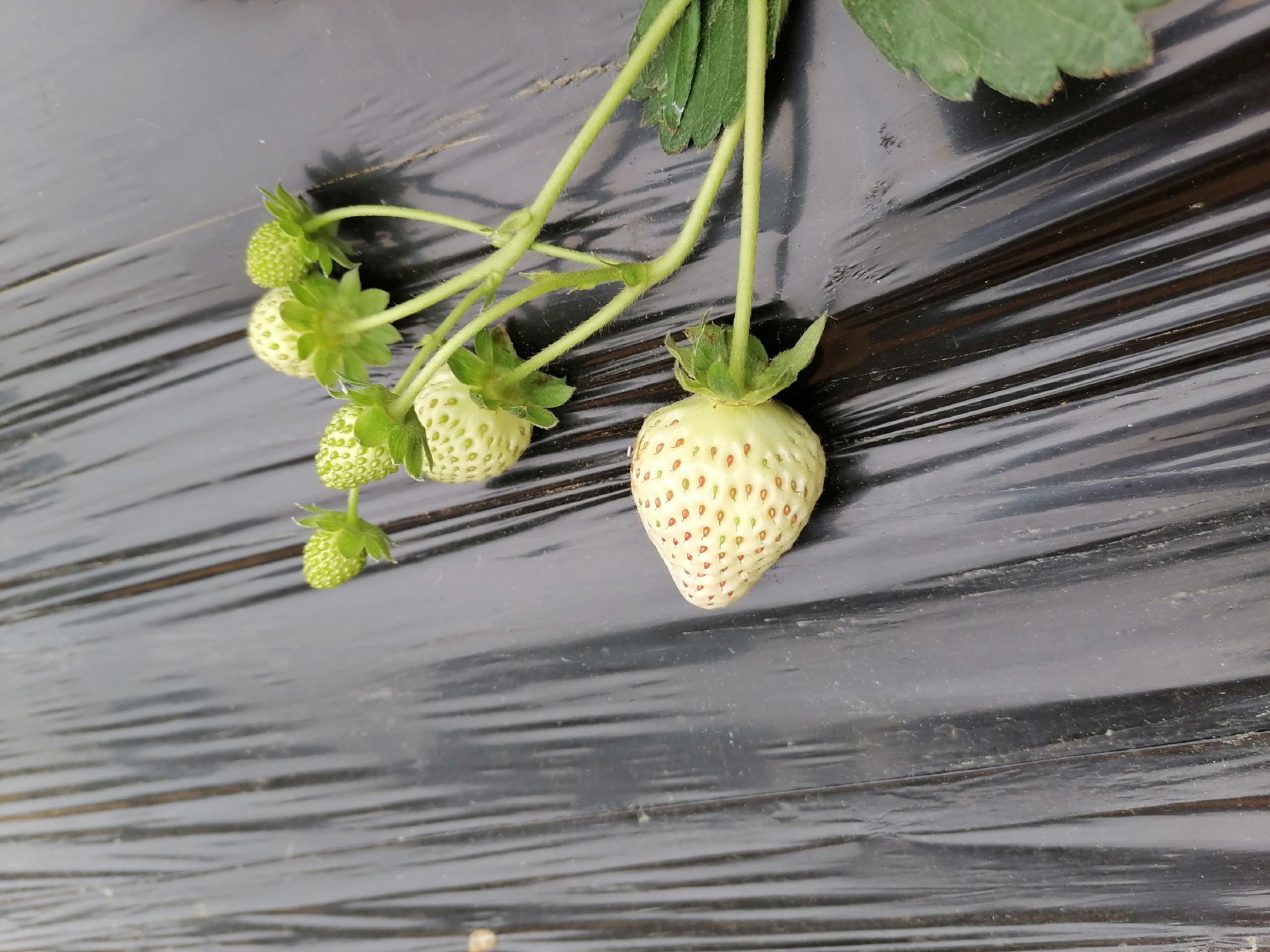 草莓营养成分表