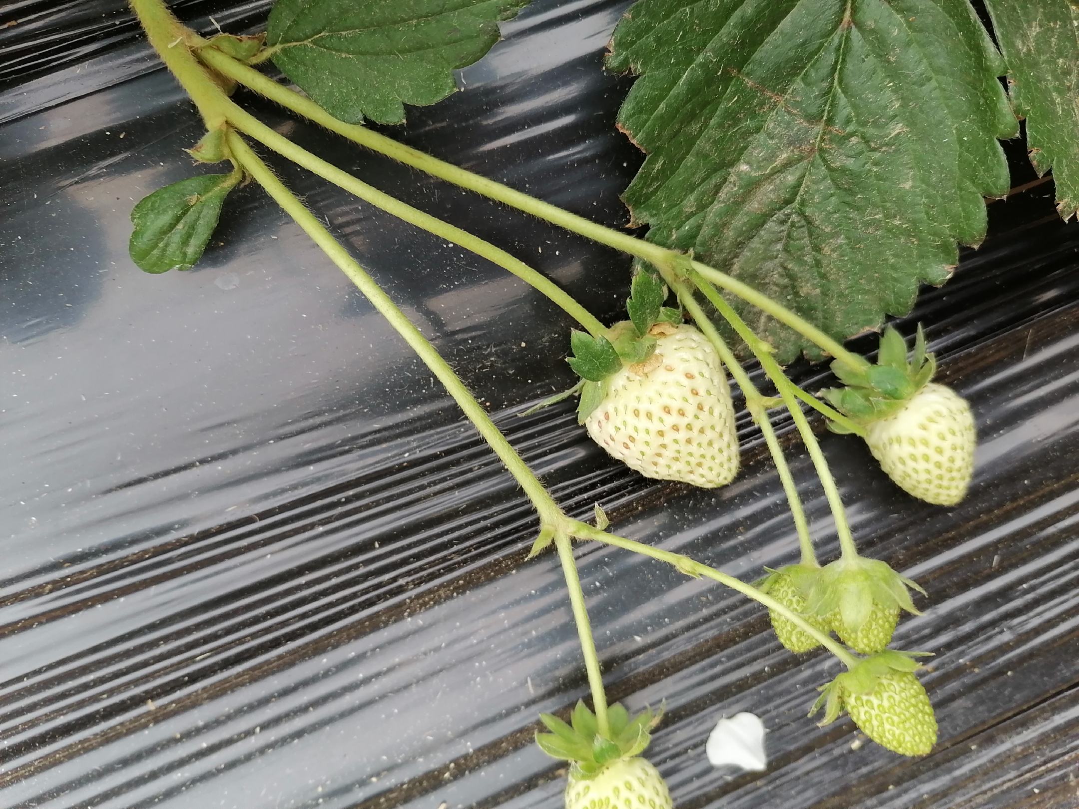 草莓横截面展示内部结构与种子分布 草莓切面图