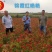 锦霞红艳艳朝天椒种子早熟小辣椒种子高辣产量高椒价高