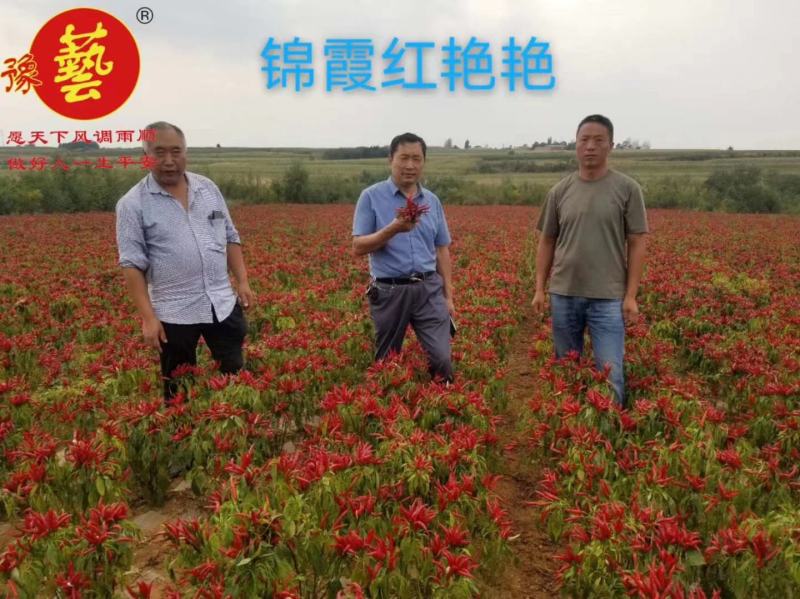 锦霞红艳艳朝天椒种子早熟小辣椒种子高辣产量高椒价高