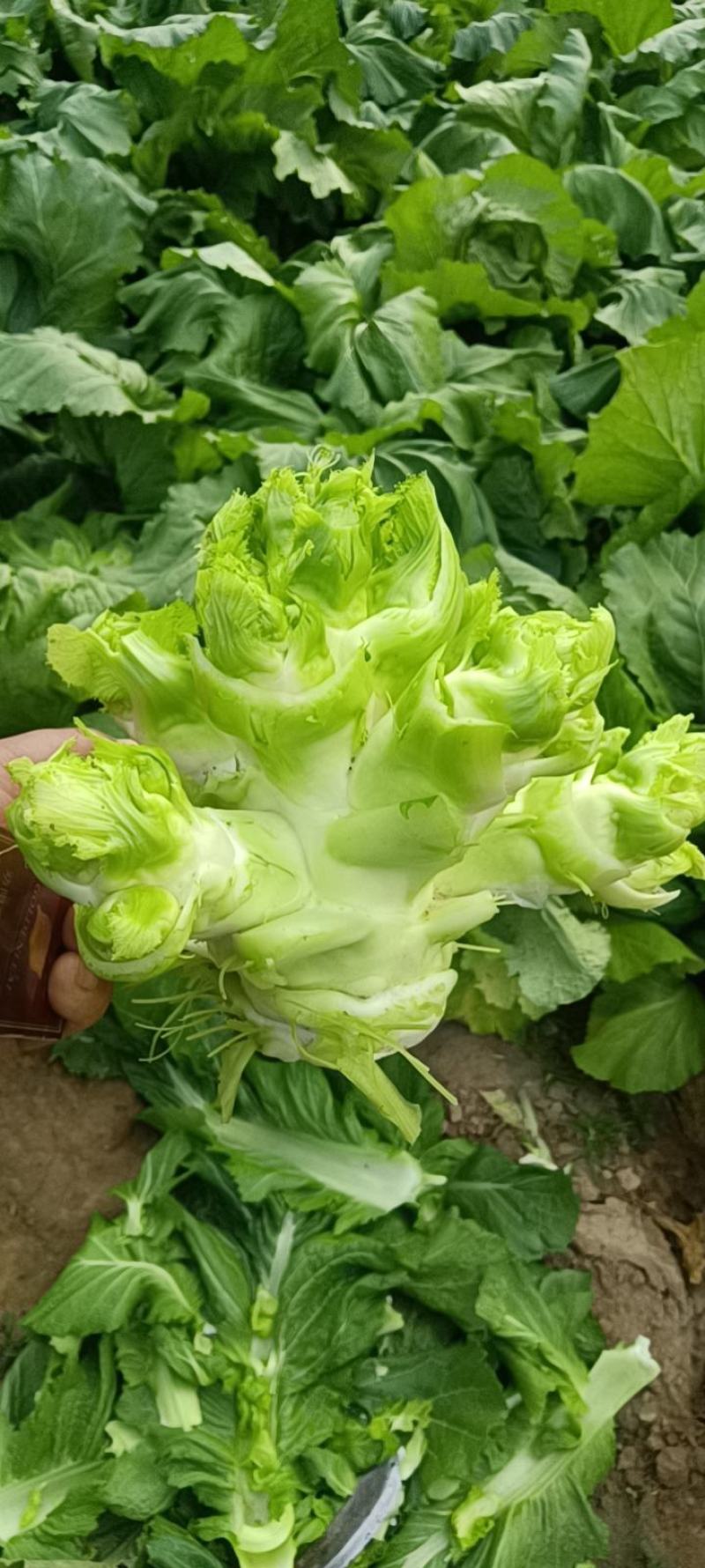 大儿儿菜