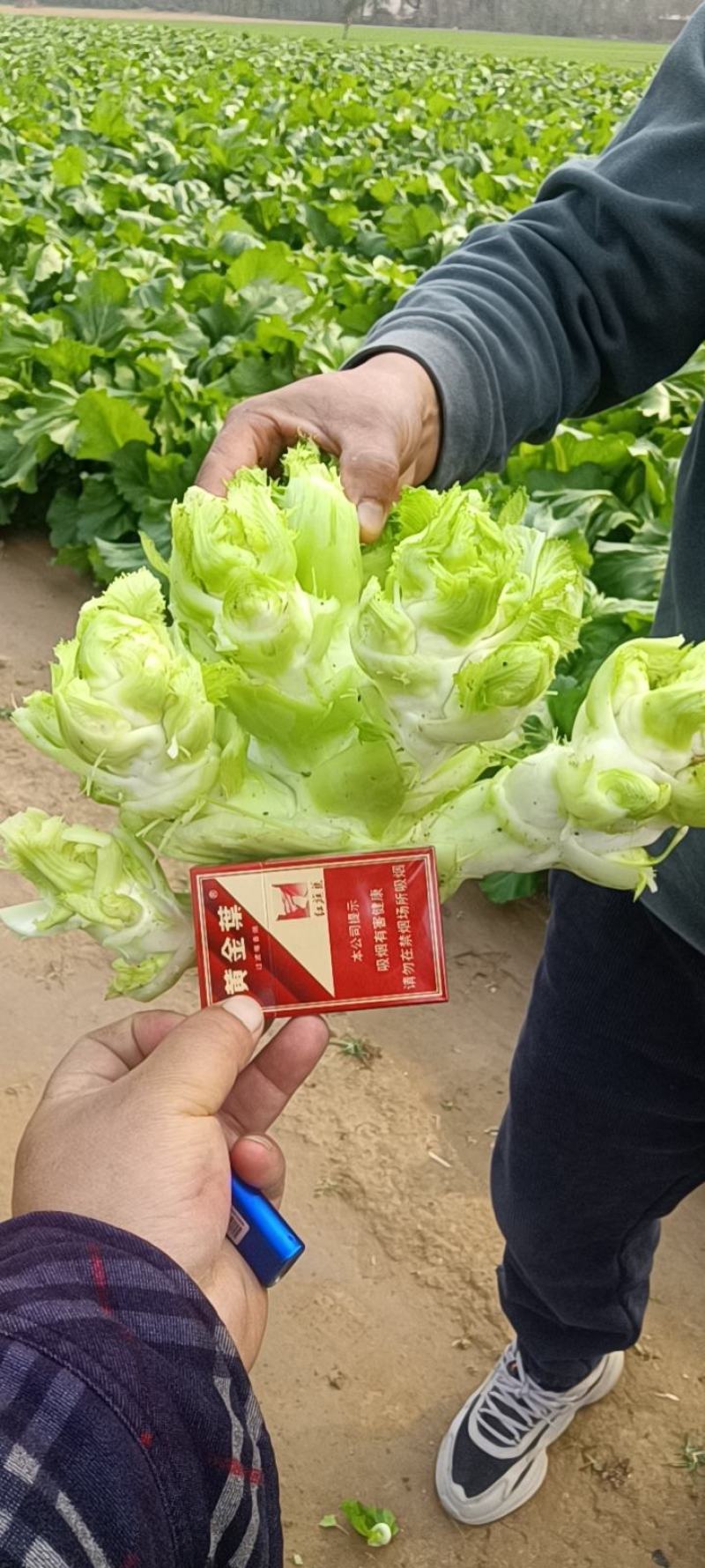 大儿儿菜