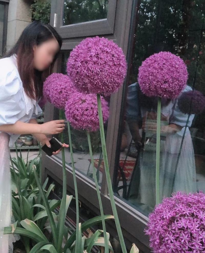 大花葱种球荷兰进口耐寒花卉盆栽植物庭院地栽大葱花球根四季
