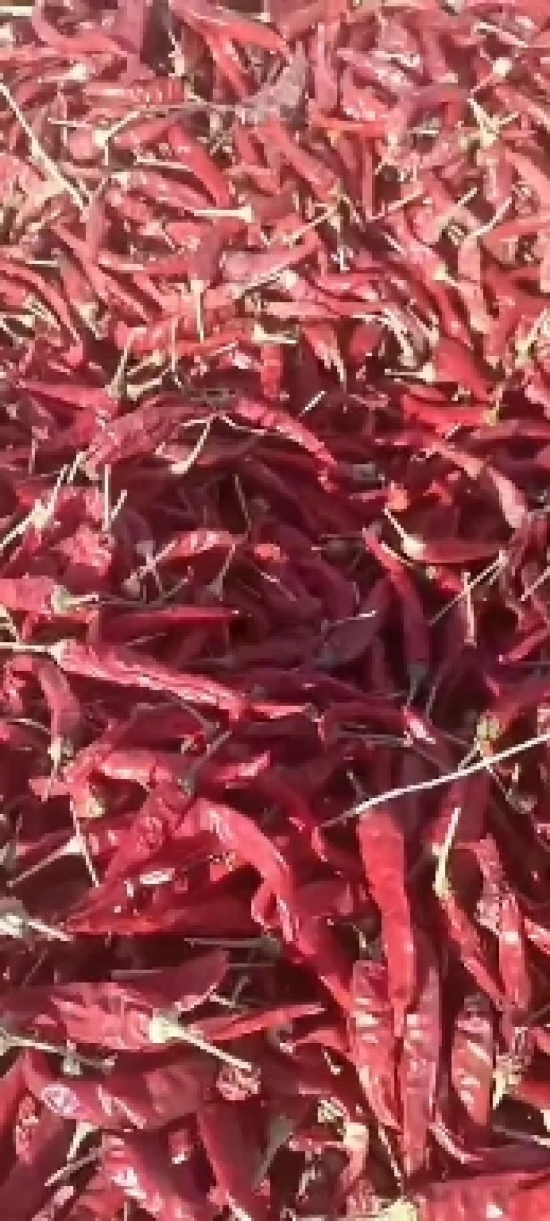 高辣朝天椒
