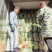 精品胡萝卜半苗全苗干袋水洗出口，产地商超市场大量供应