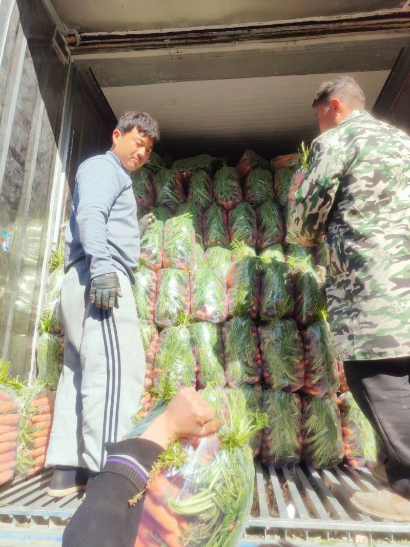 精品胡萝卜半苗全苗干袋水洗出口，产地商超市场大量供应