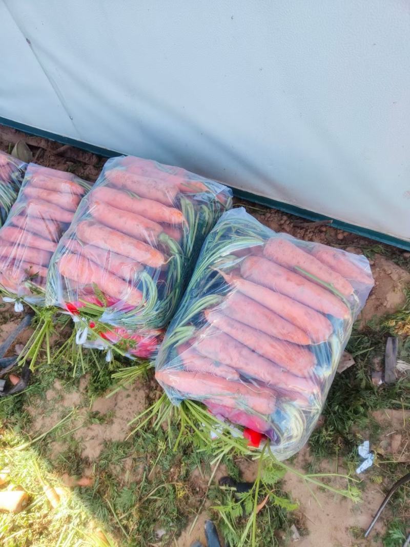 精品胡萝卜半苗全苗干袋水洗出口，产地商超市场大量供应