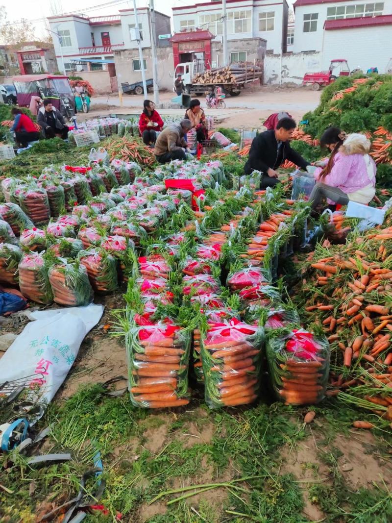精品胡萝卜半苗全苗干袋水洗出口，产地商超市场大量供应