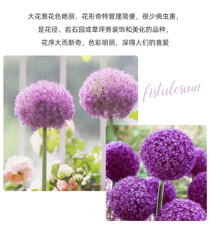 大花葱种球荷兰进口耐寒花卉盆栽植物庭院地栽大葱花球根四季