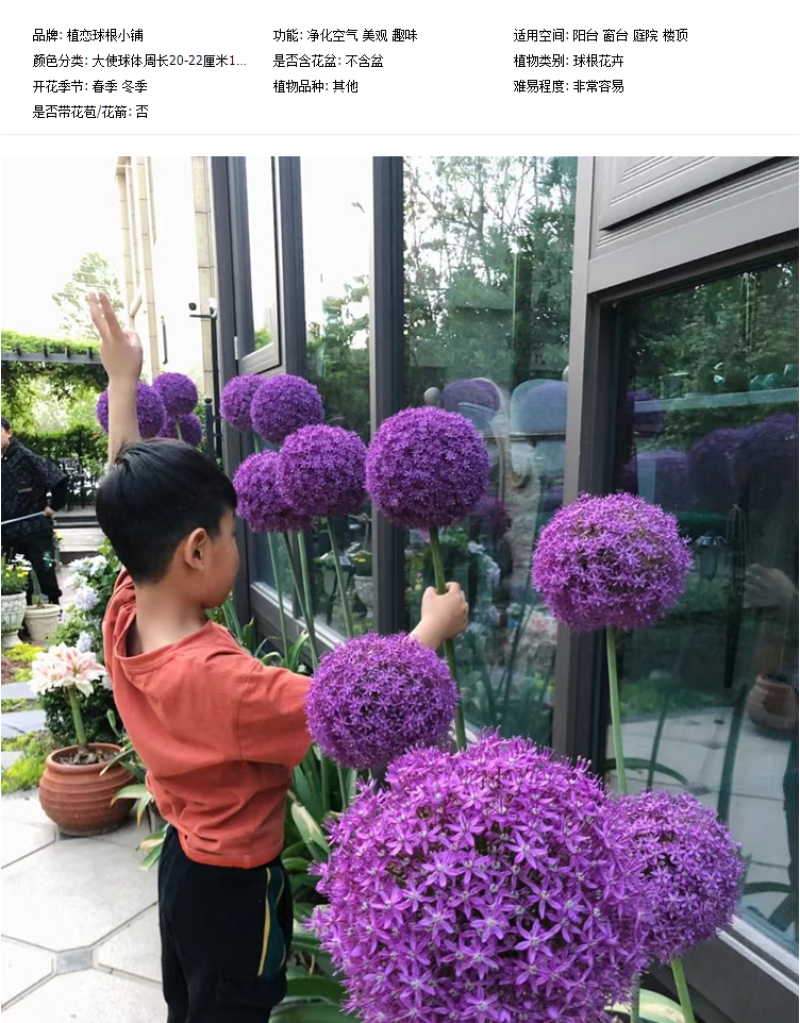 大花葱种球荷兰进口耐寒花卉盆栽植物庭院地栽大葱花球根四季