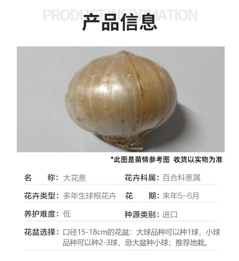 大花葱种球荷兰进口耐寒花卉盆栽植物庭院地栽大葱花球根四季
