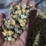 自家种植加工的菊花茶