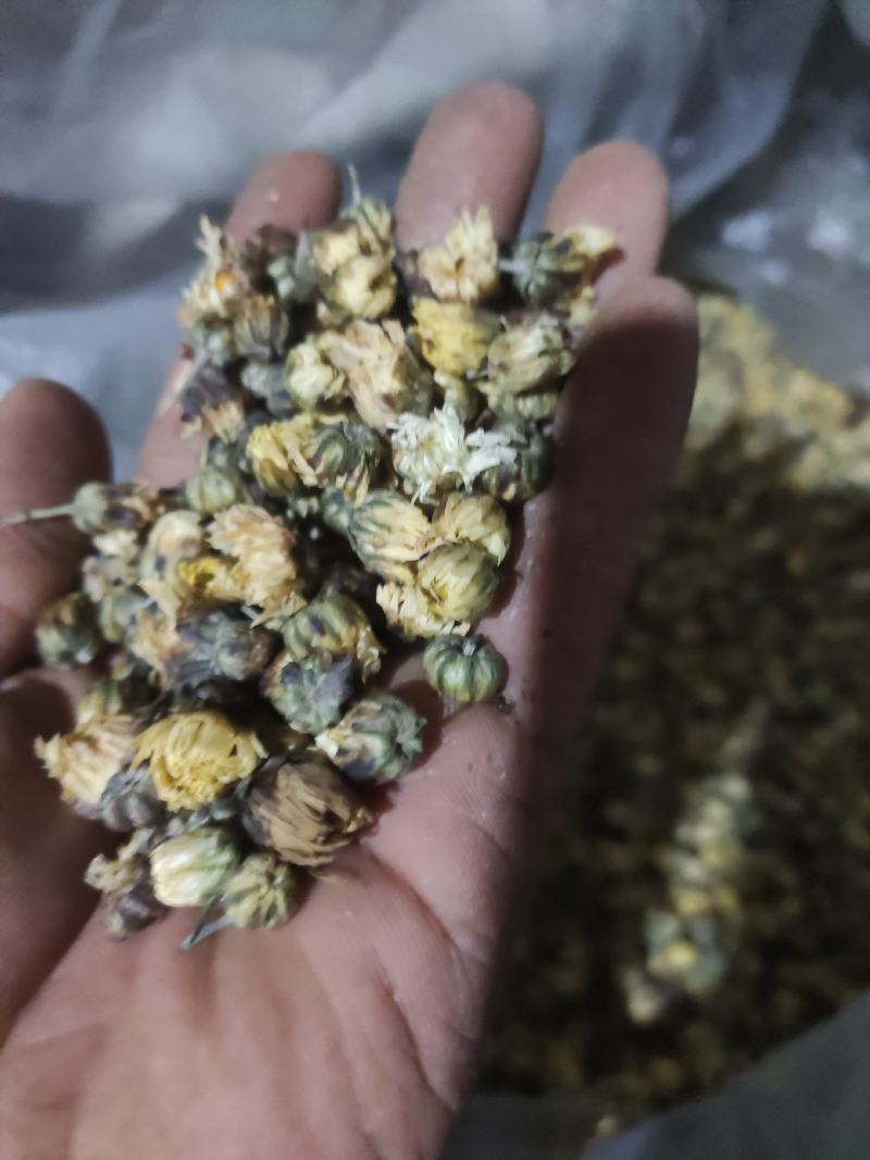 自家种植加工的菊花茶