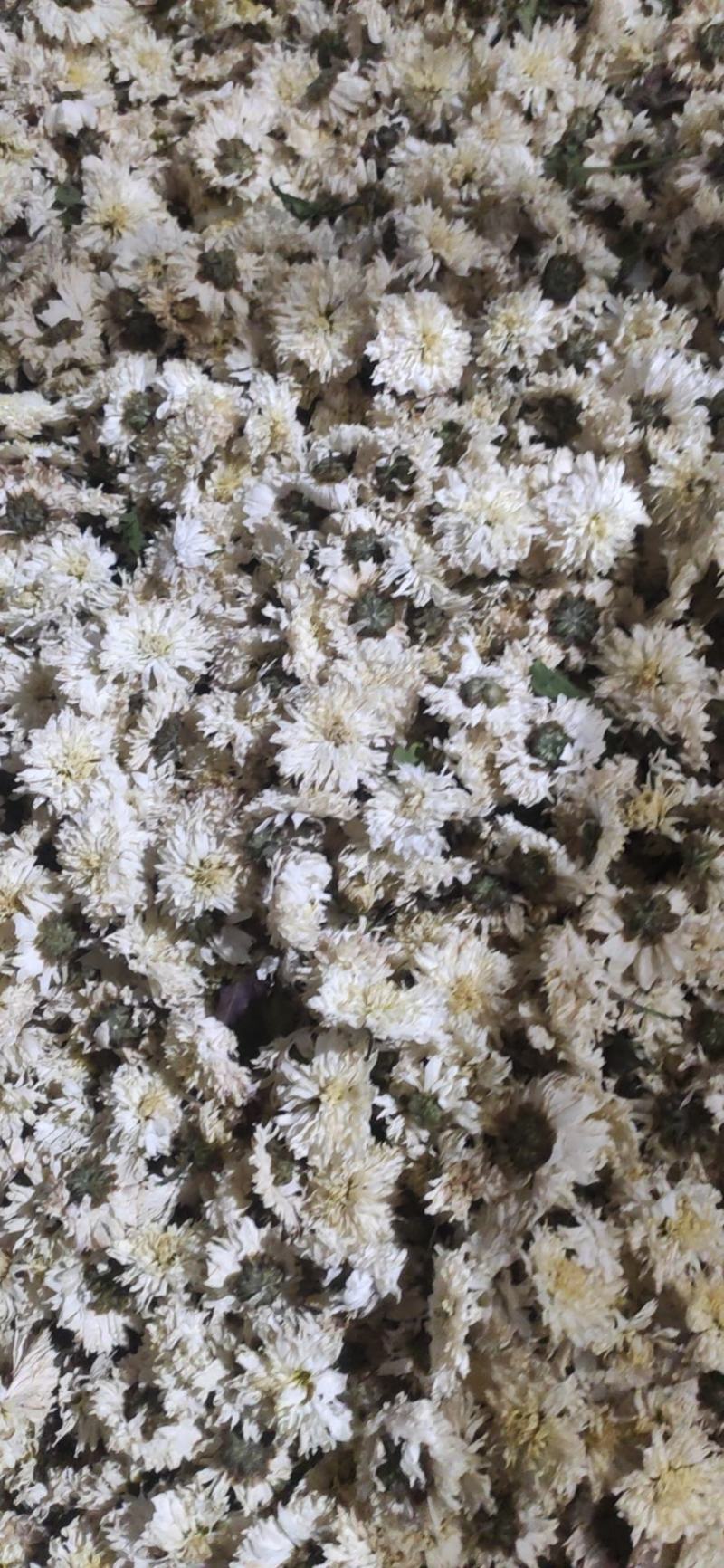 自家种植加工的菊花茶