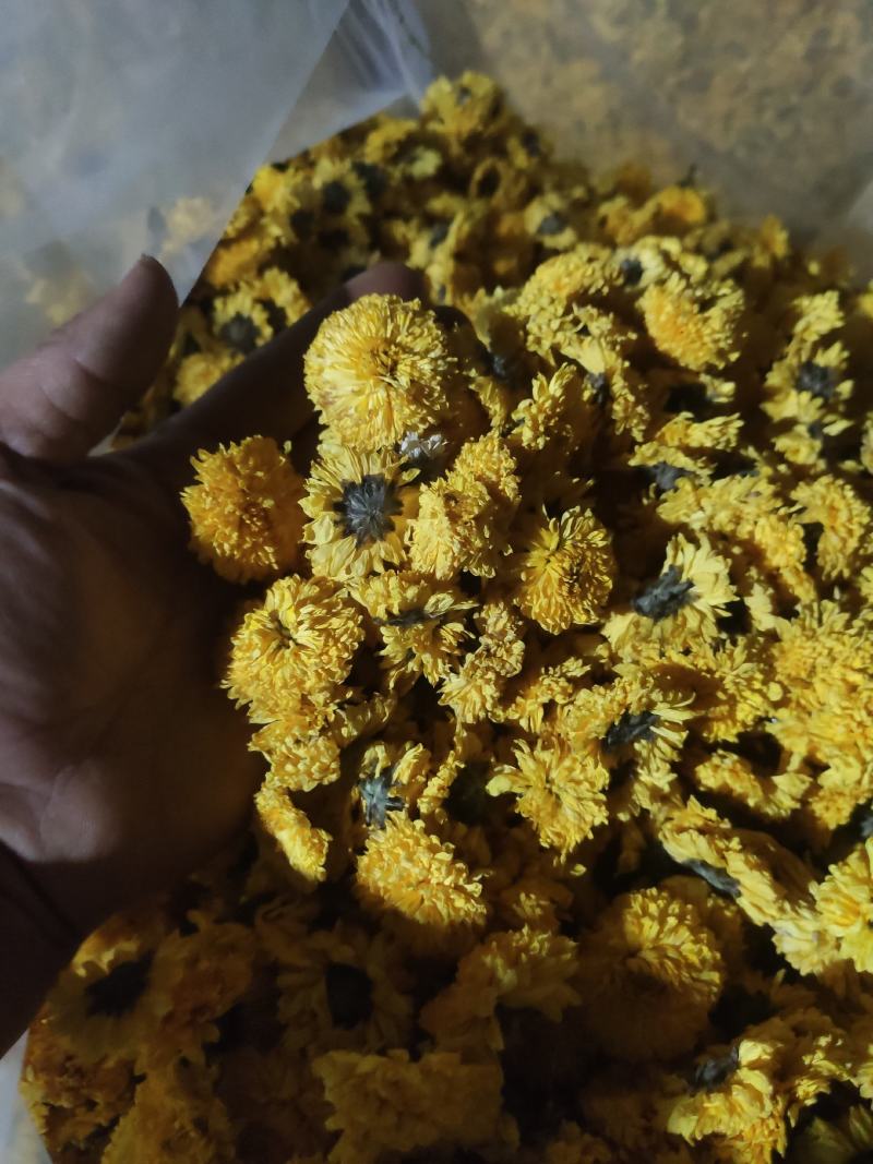 自家种植加工的菊花茶