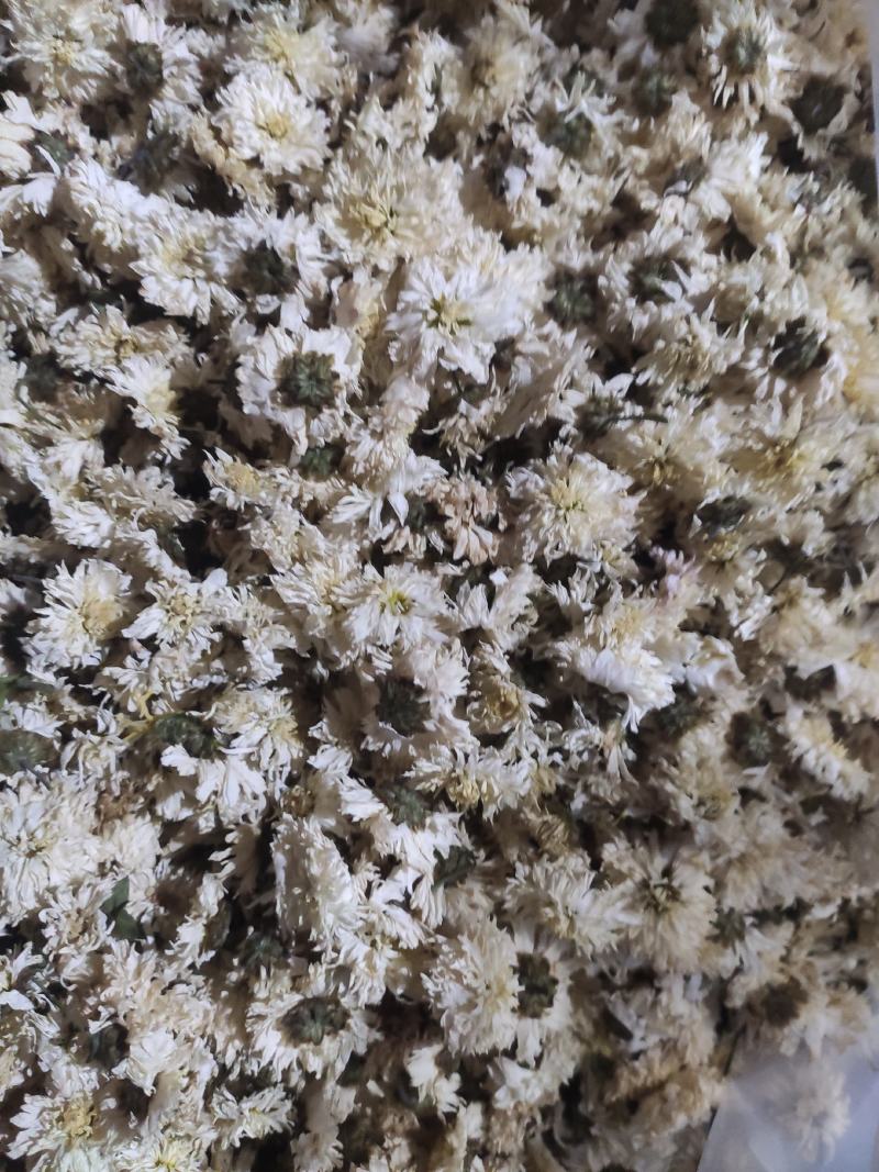 自家种植加工的菊花茶