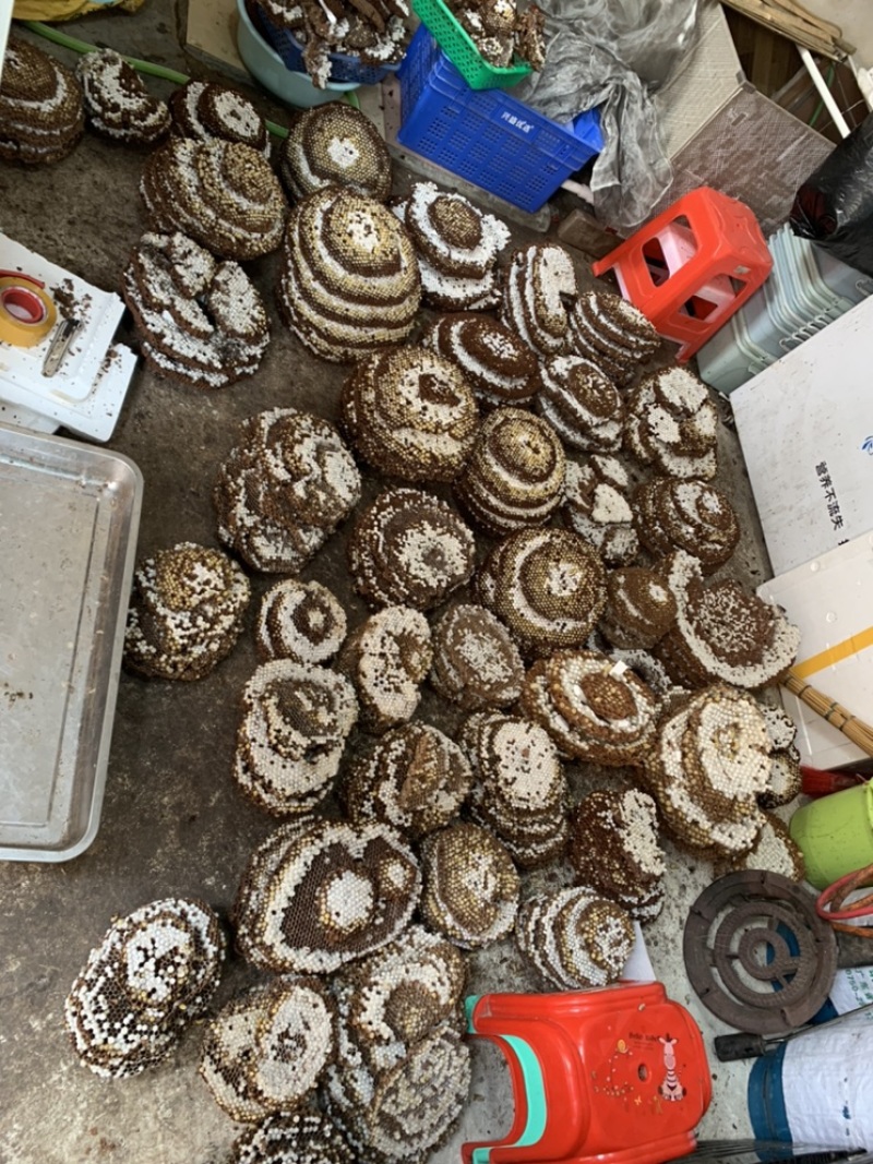 大量批发新鲜蜂蛹，树蜂入地蜂胡蜂蛹马蜂蛹黄蜂蛹