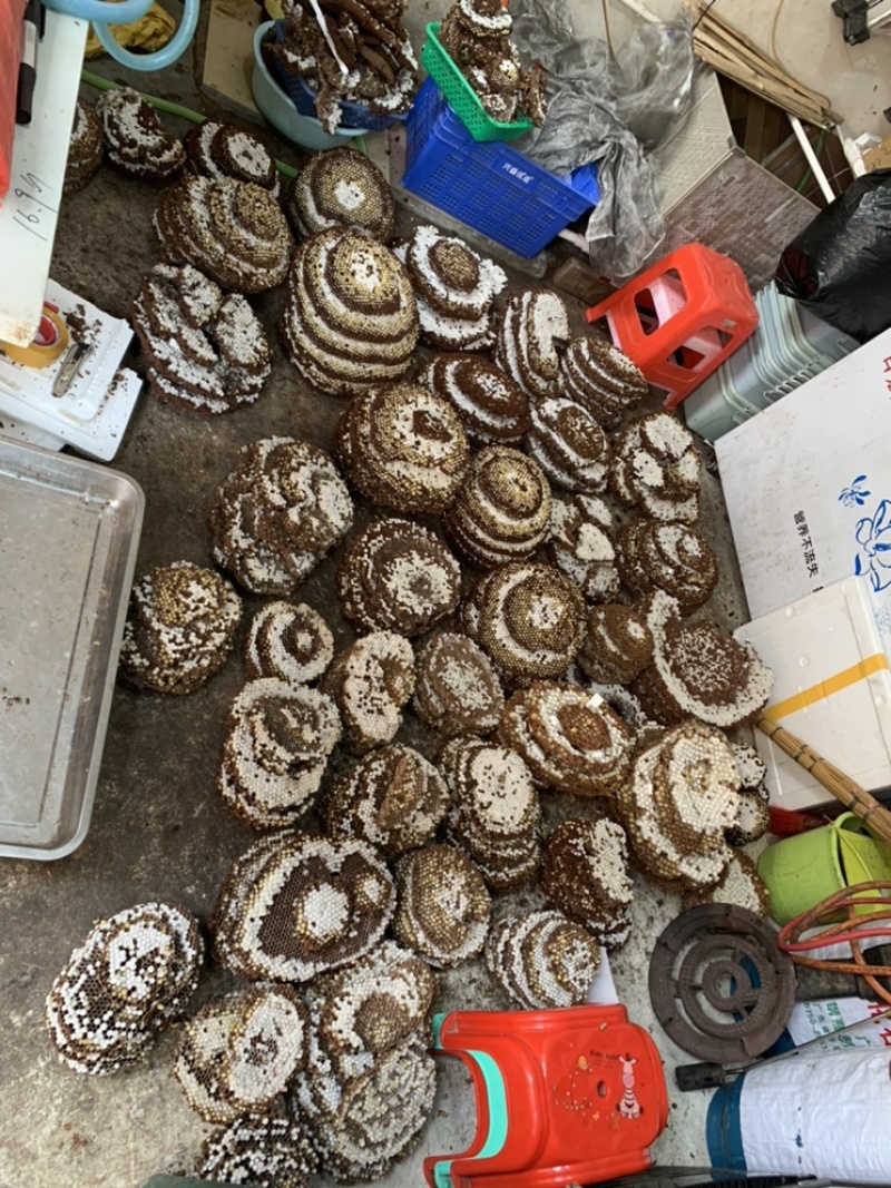 大量批发新鲜蜂蛹，树蜂入地蜂胡蜂蛹马蜂蛹黄蜂蛹