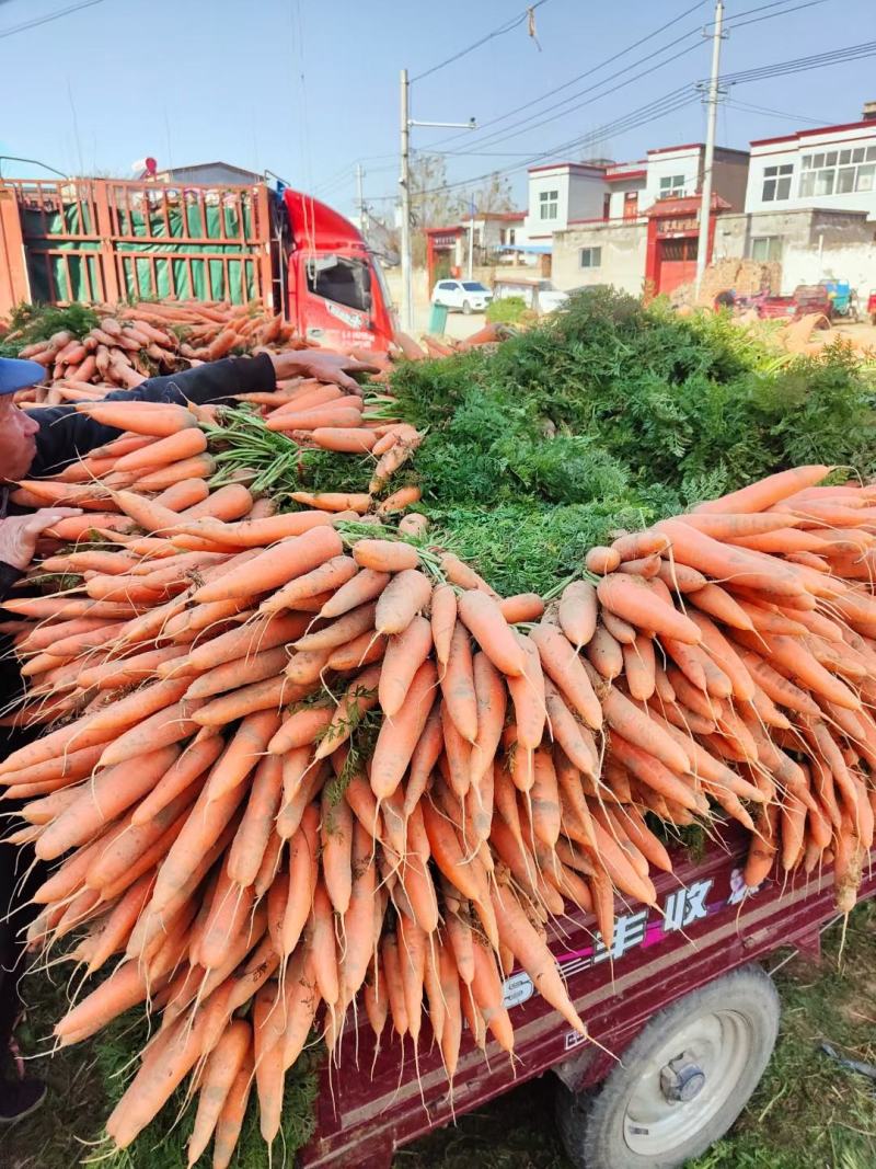三红胡萝卜，半苗，全苗，水洗干袋，中条电商超市市场档口大