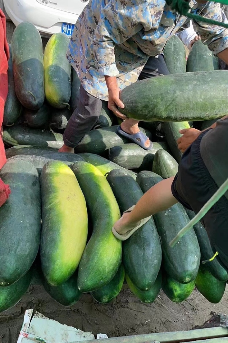 冬瓜黑皮冬瓜大个冬瓜长条精品冬瓜地冬瓜青皮冬瓜