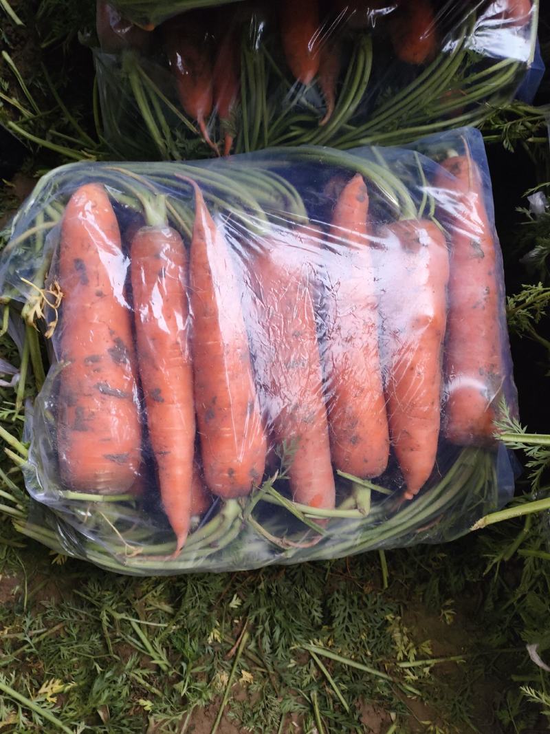 河南精品胡萝卜大量上市，可水洗，干袋，全苗，半苗欢迎订购