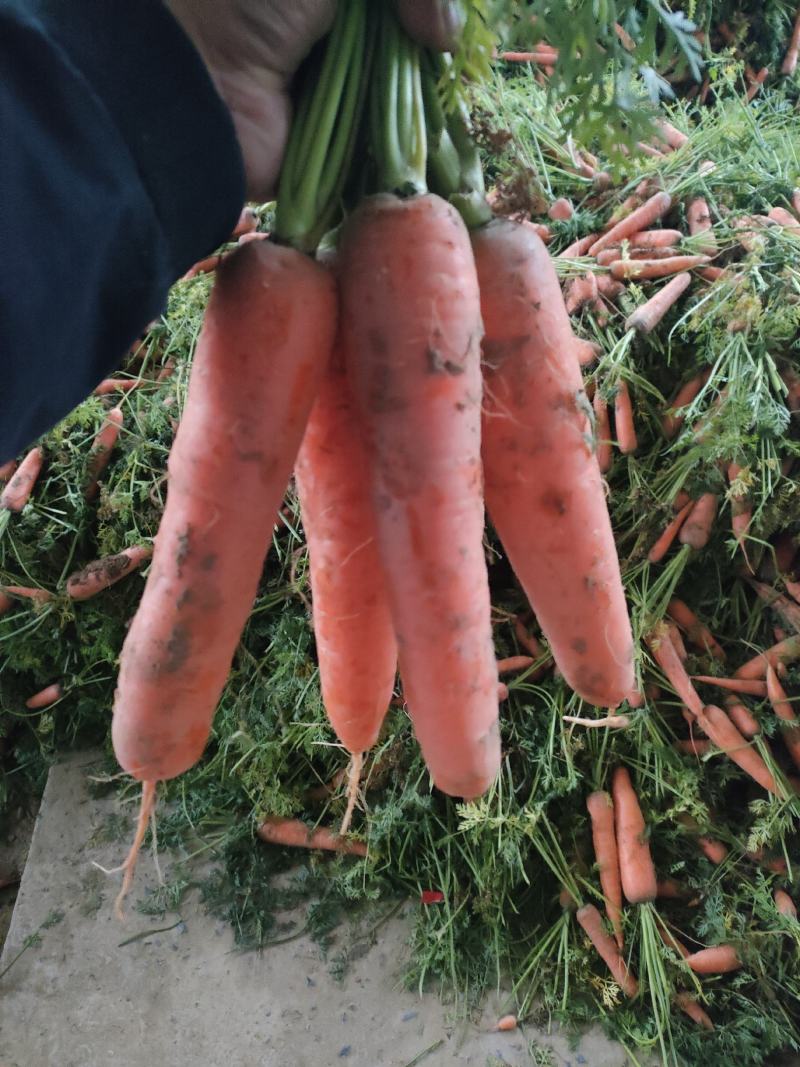河南精品胡萝卜大量上市，可水洗，干袋，全苗，半苗欢迎订购