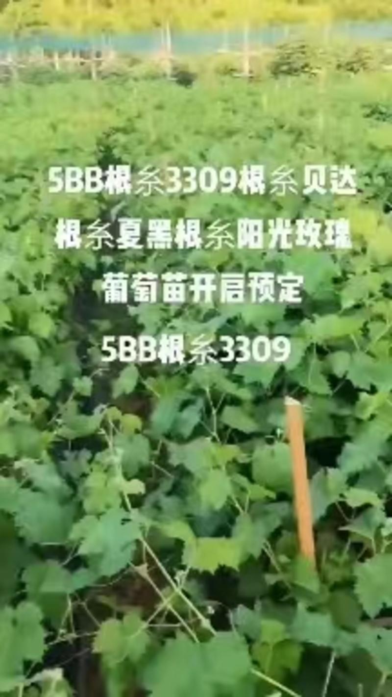 浙江5BB阳光玫瑰苗，基地直供，保质保量，可视频看货